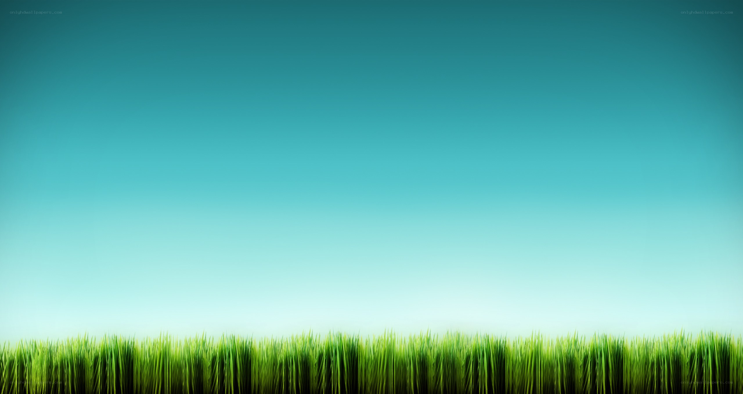 green grass under blue sky