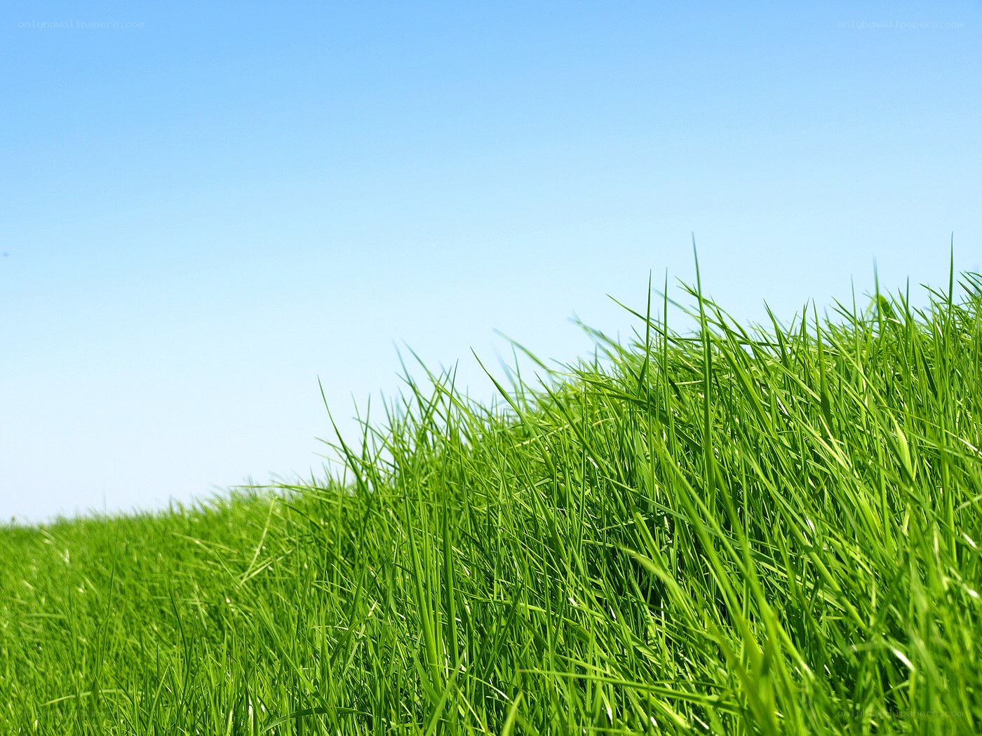 Green grass under blue sky