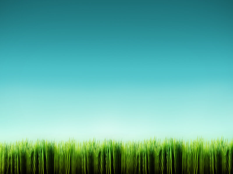 green grass under blue sky