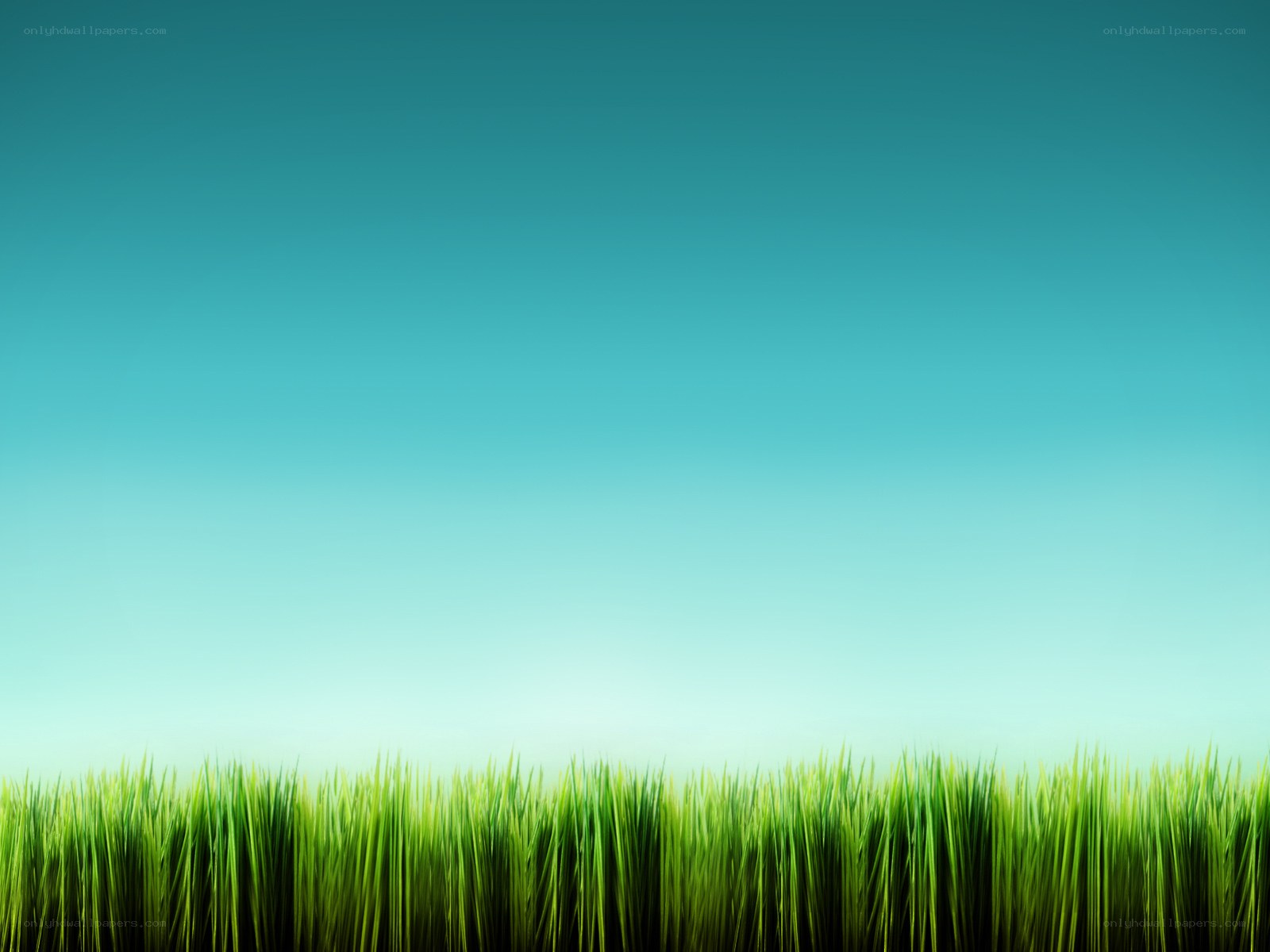green grass under blue sky
