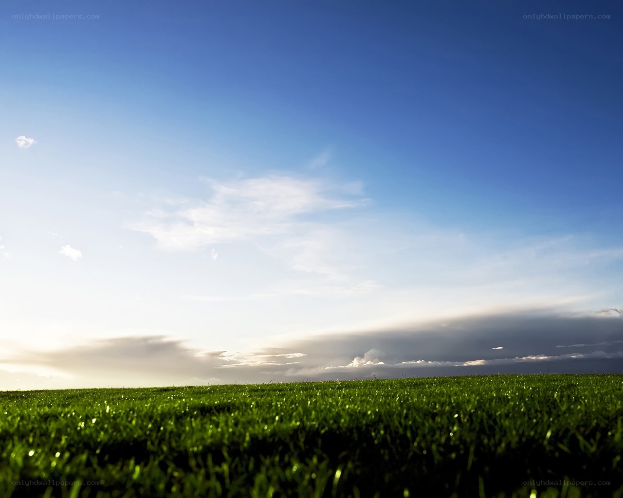 Green grass under blue sky