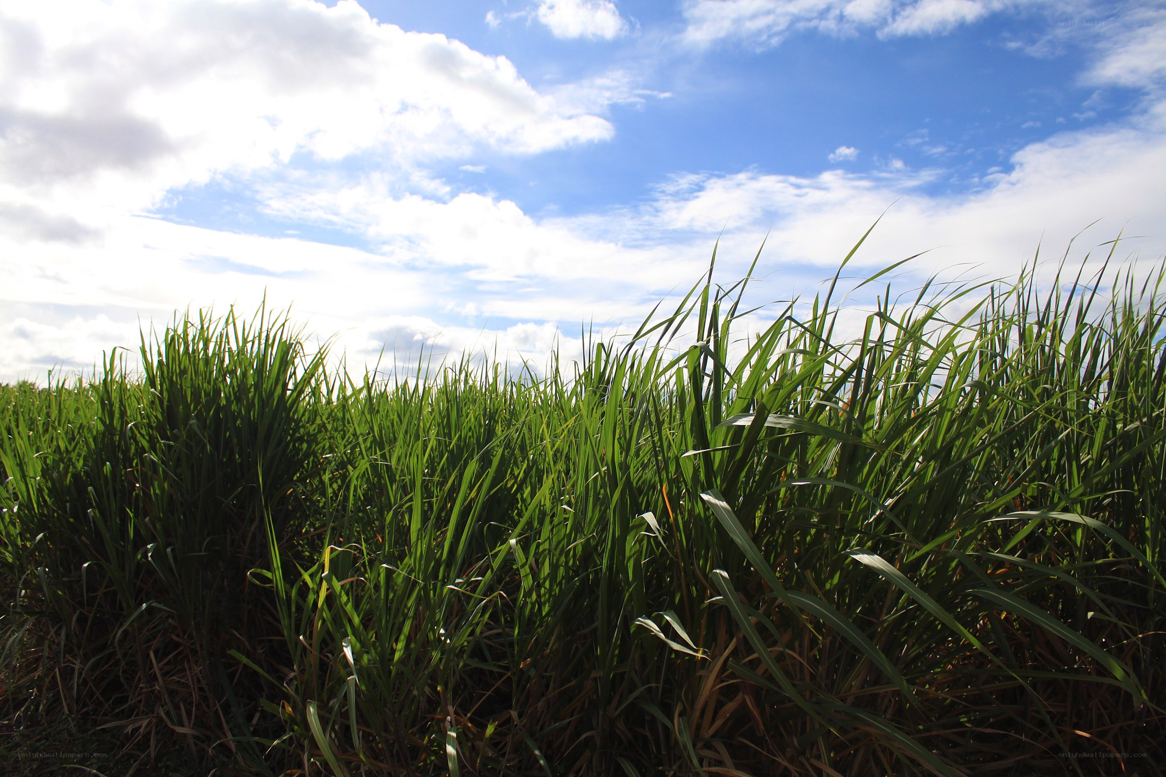 Green grass under blue sky