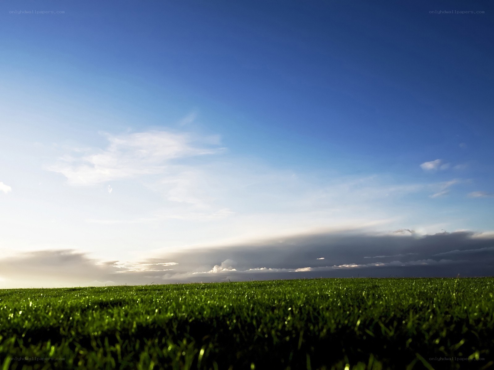 Green grass under blue sky