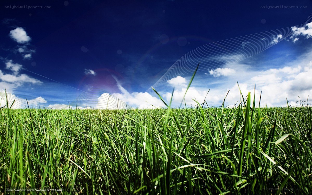 Green grass under blue sky