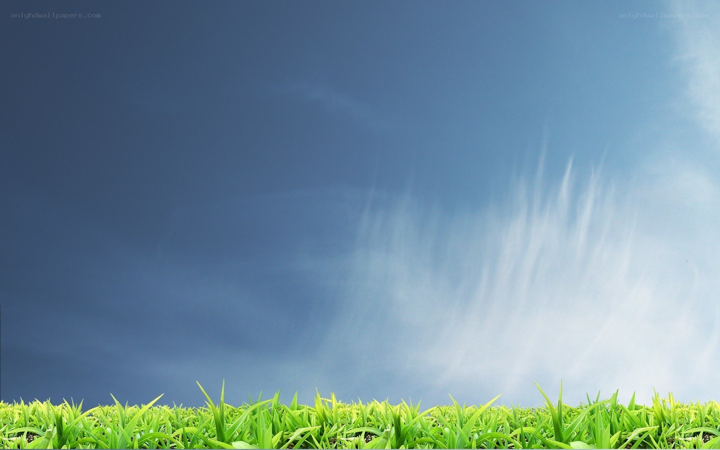 green grass under blue sky