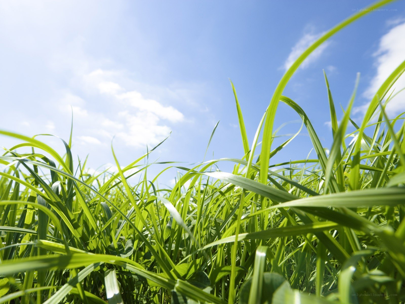 green grass under blue sky