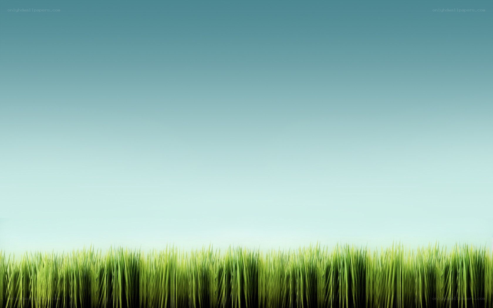 green grass under blue sky