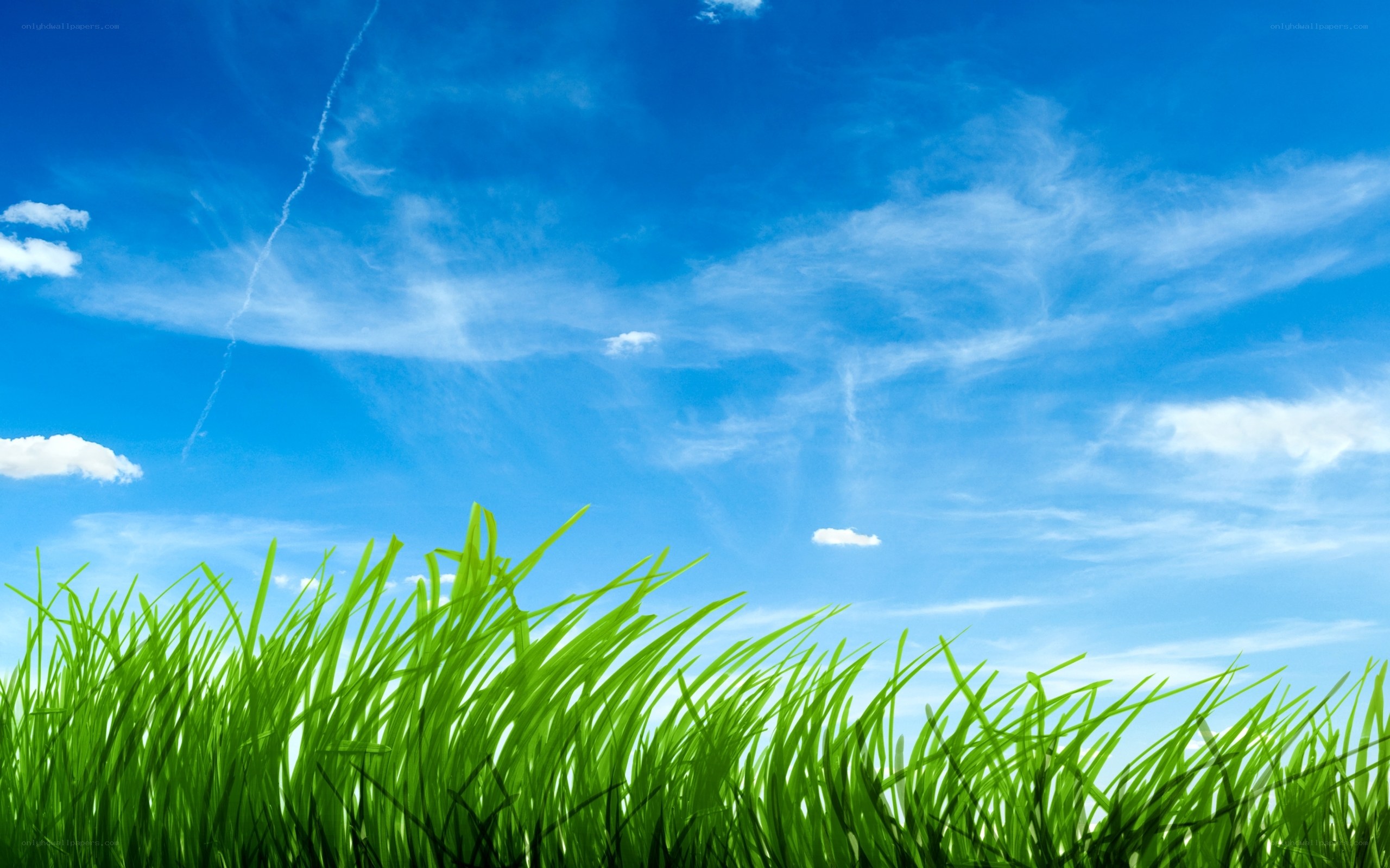 green grass under blue sky