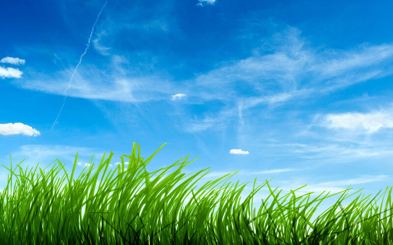 green grass under blue sky