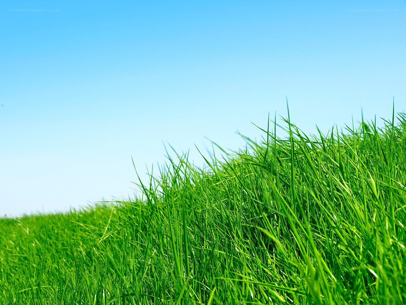 green grass under blue sky