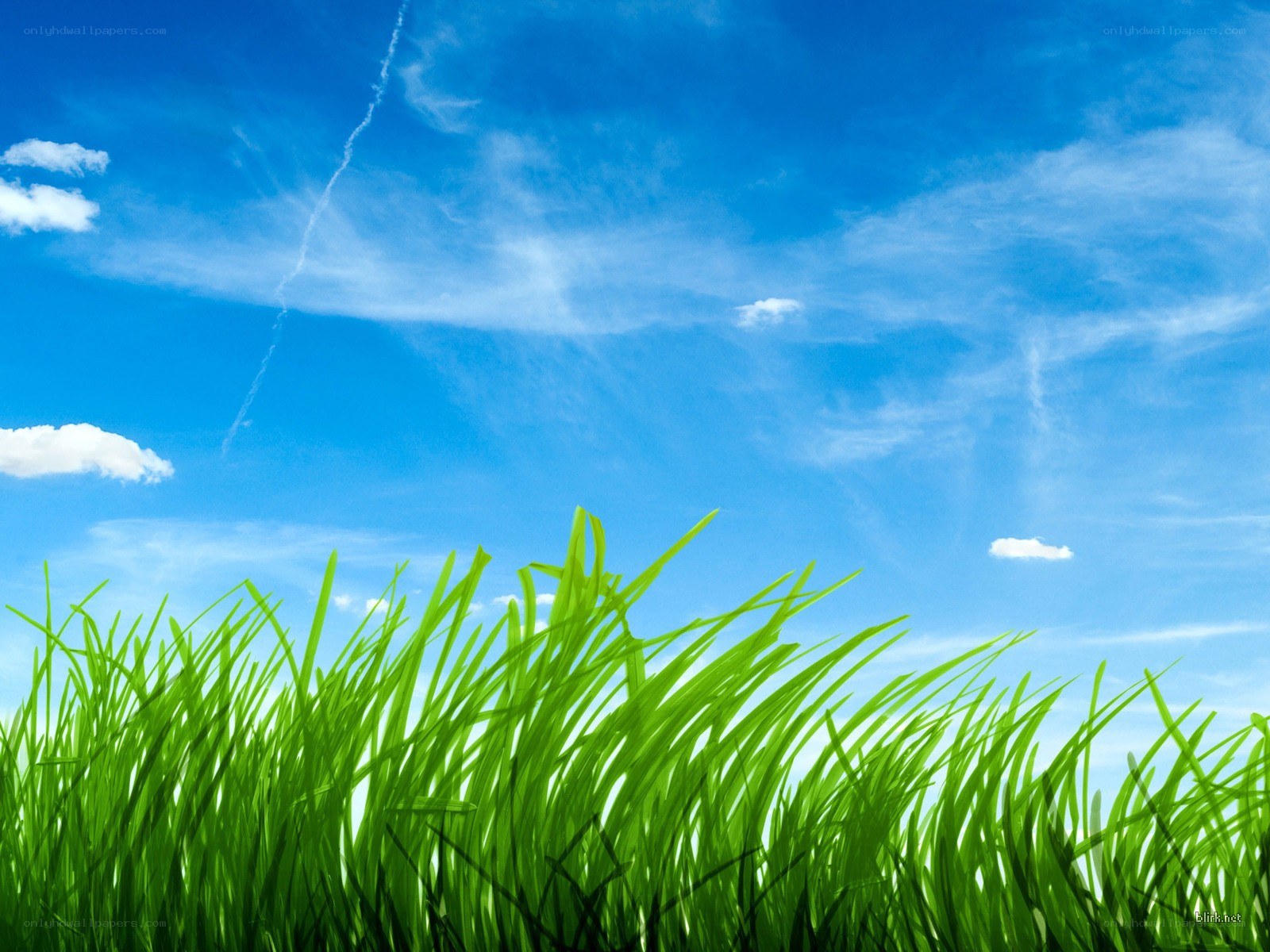 green grass under blue sky