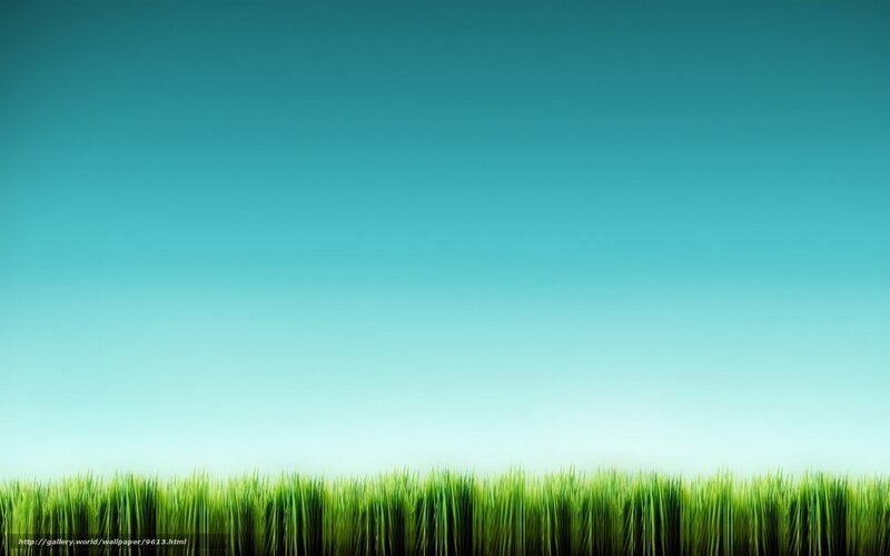 green grass under blue sky
