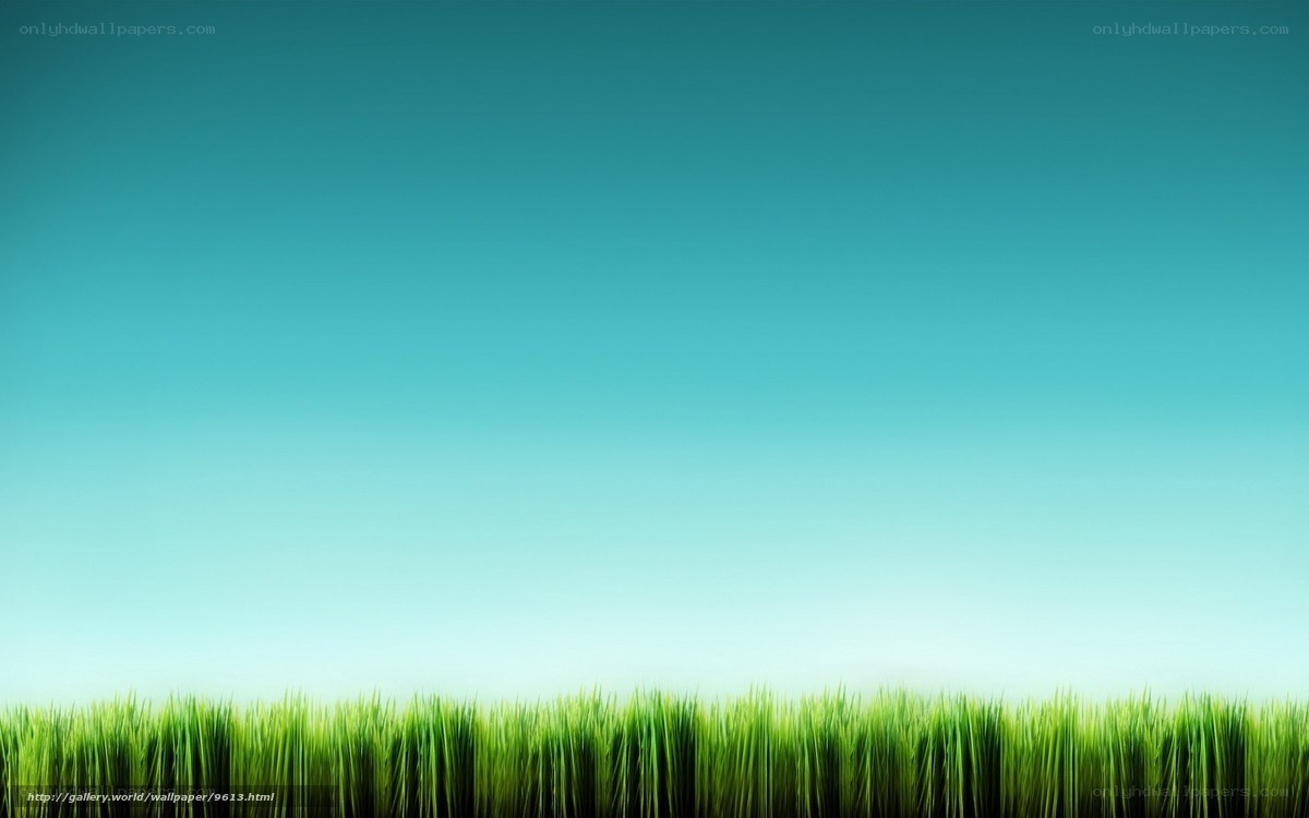 green grass under blue sky