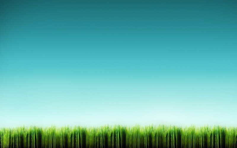 green grass under blue sky