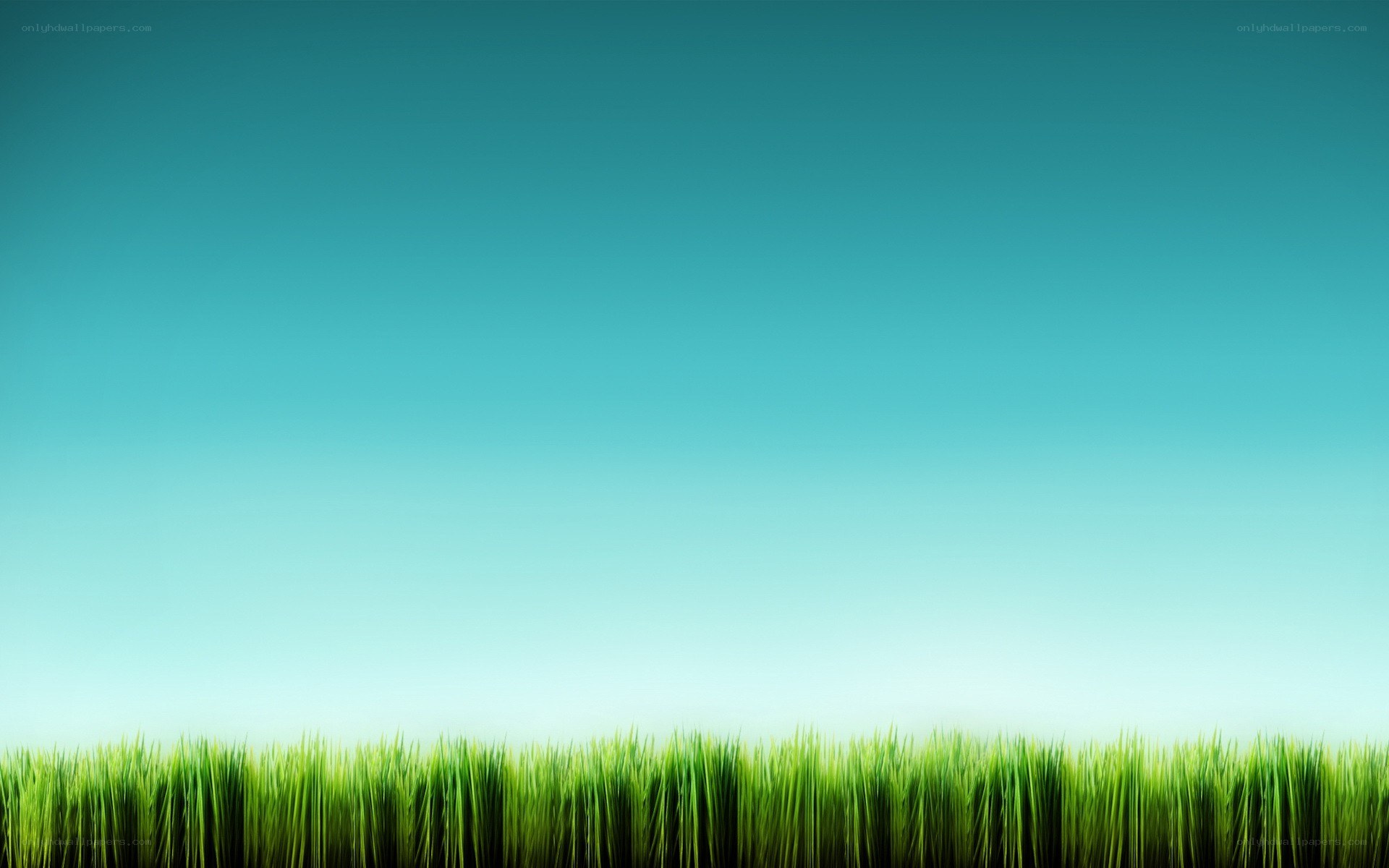 green grass under blue sky