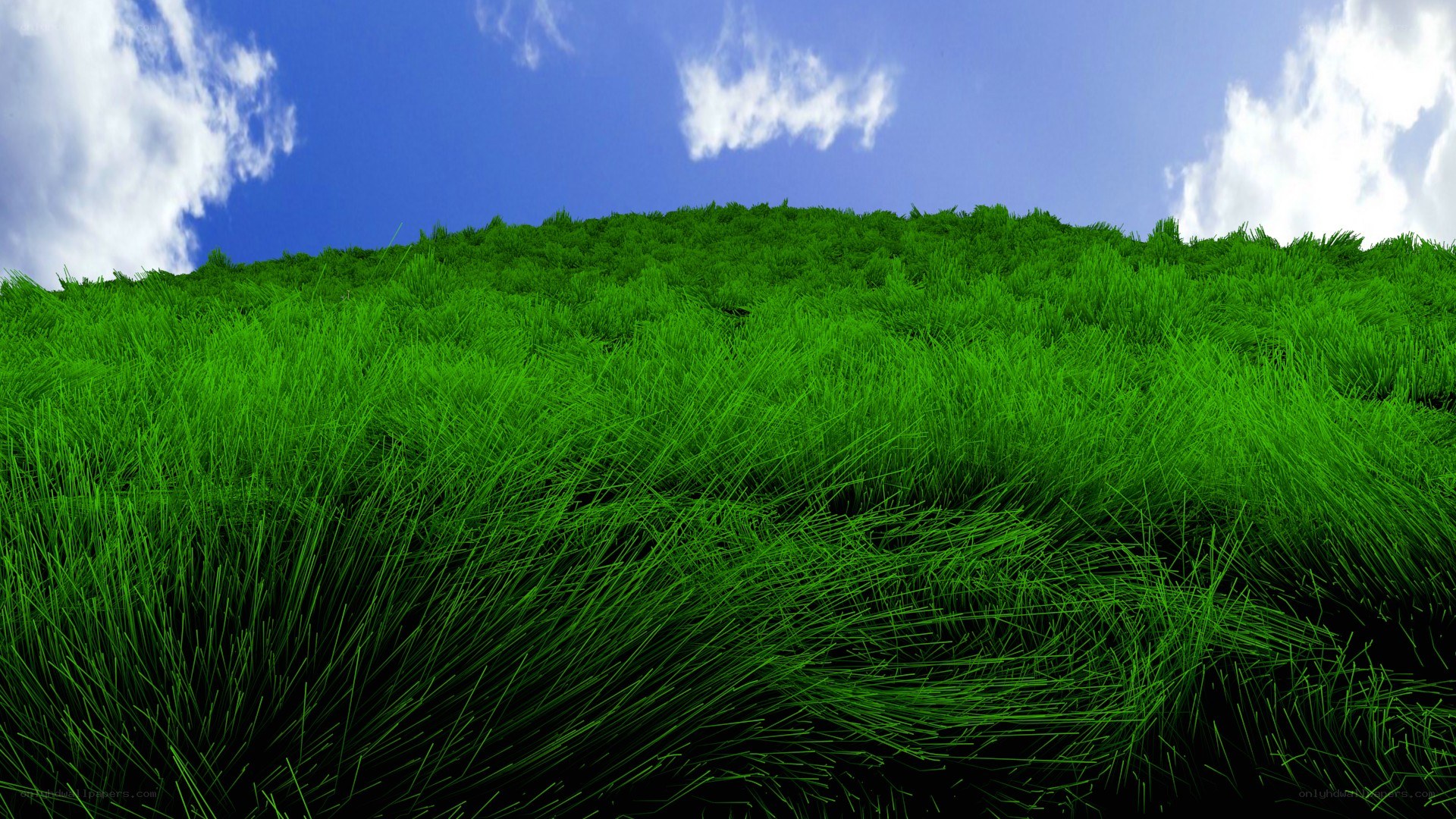 green grass under blue sky