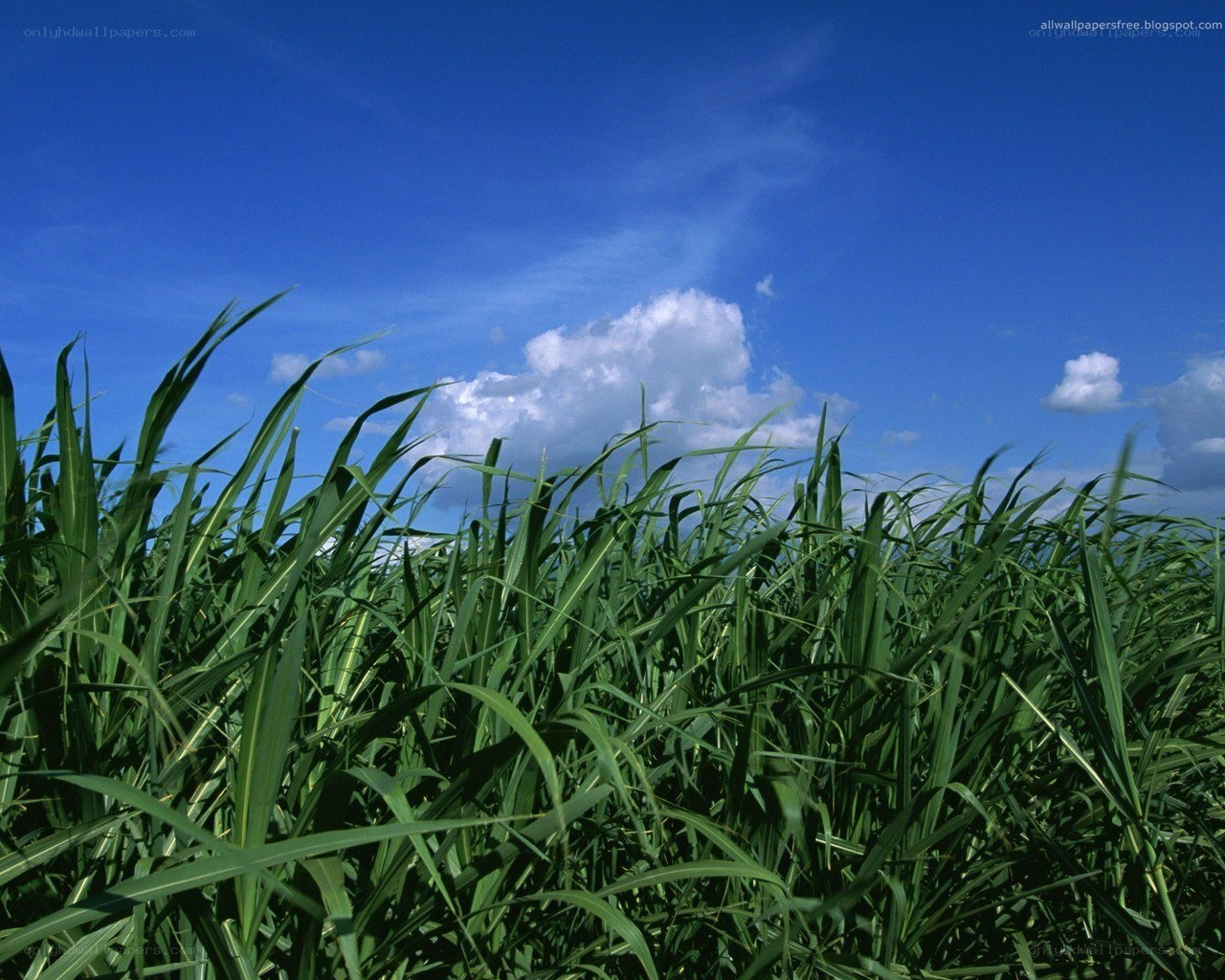 Green grass under blue sky