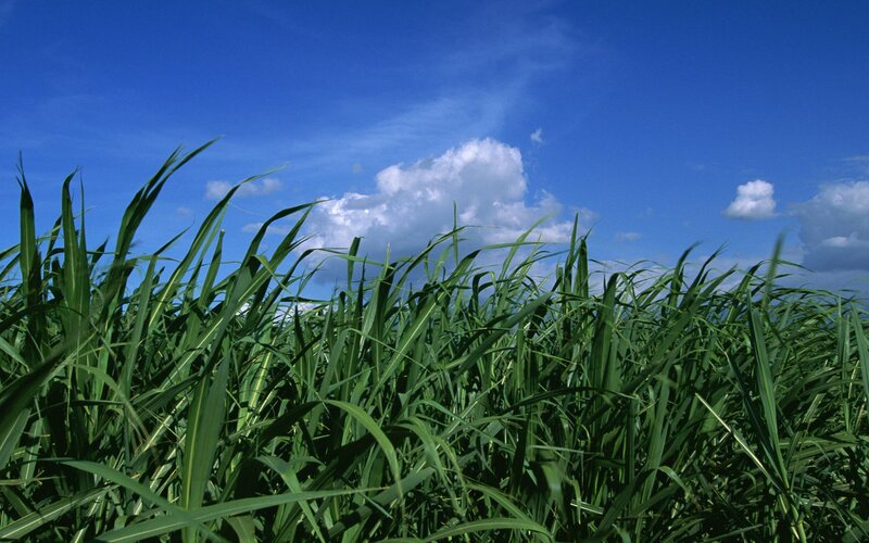Green grass under blue sky