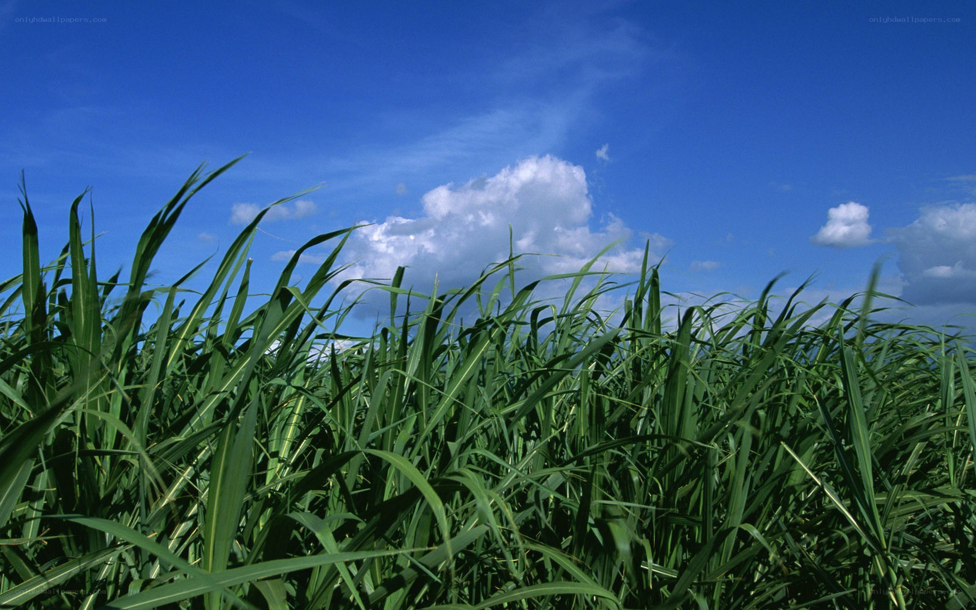 Green grass under blue sky