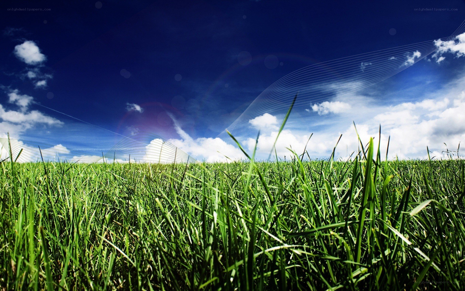 Green grass under blue sky