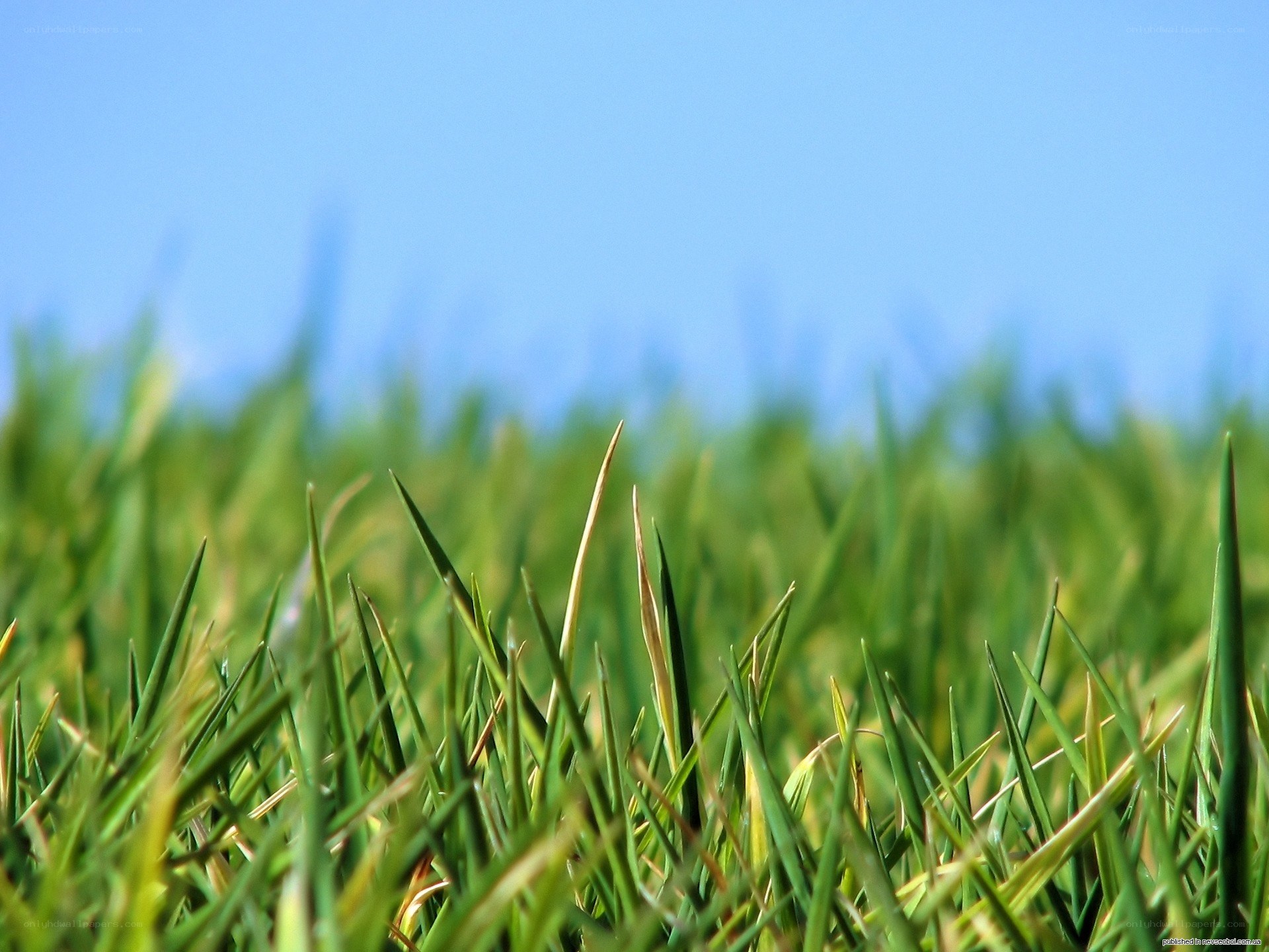 Green grass under blue sky