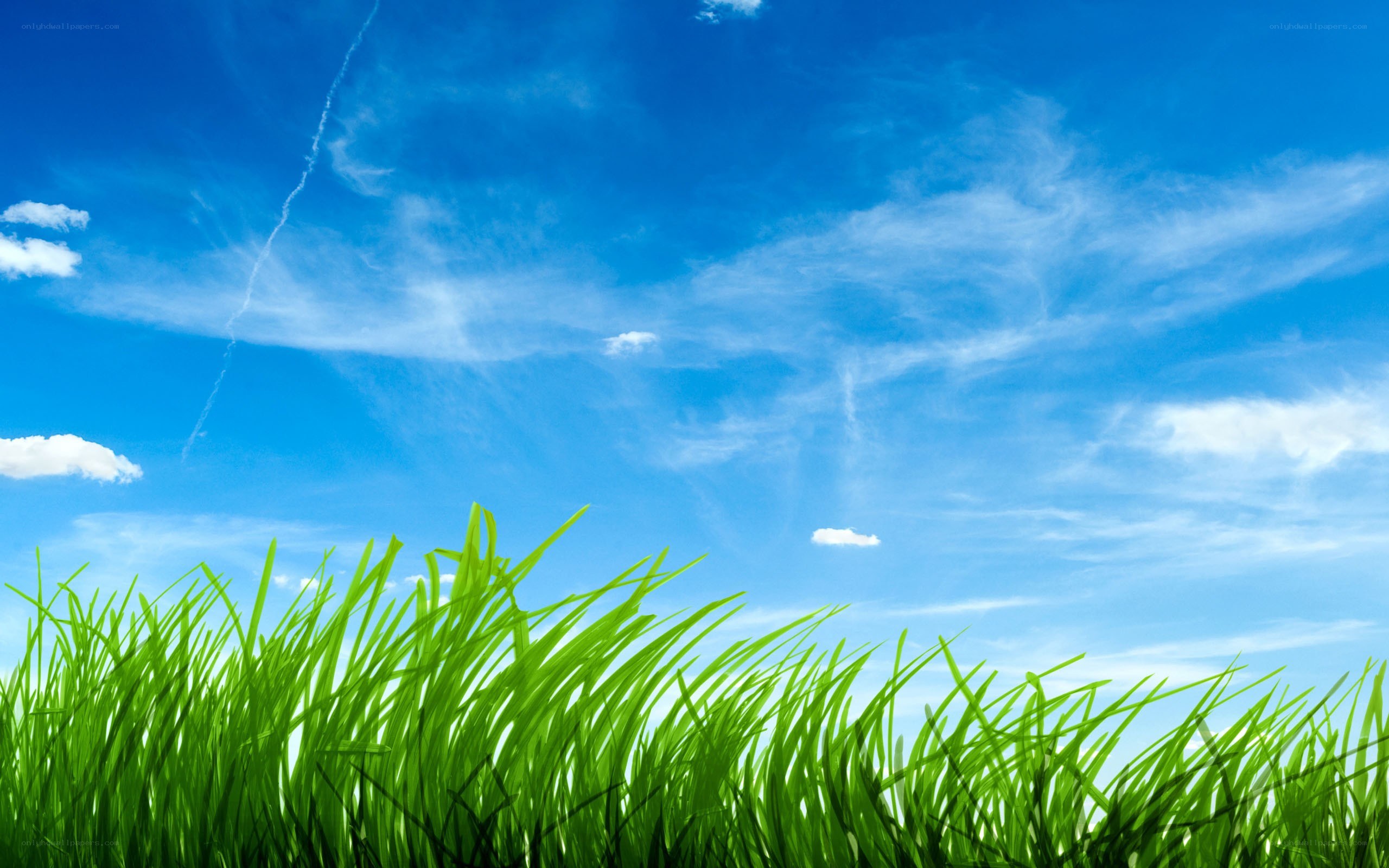 green grass under blue sky
