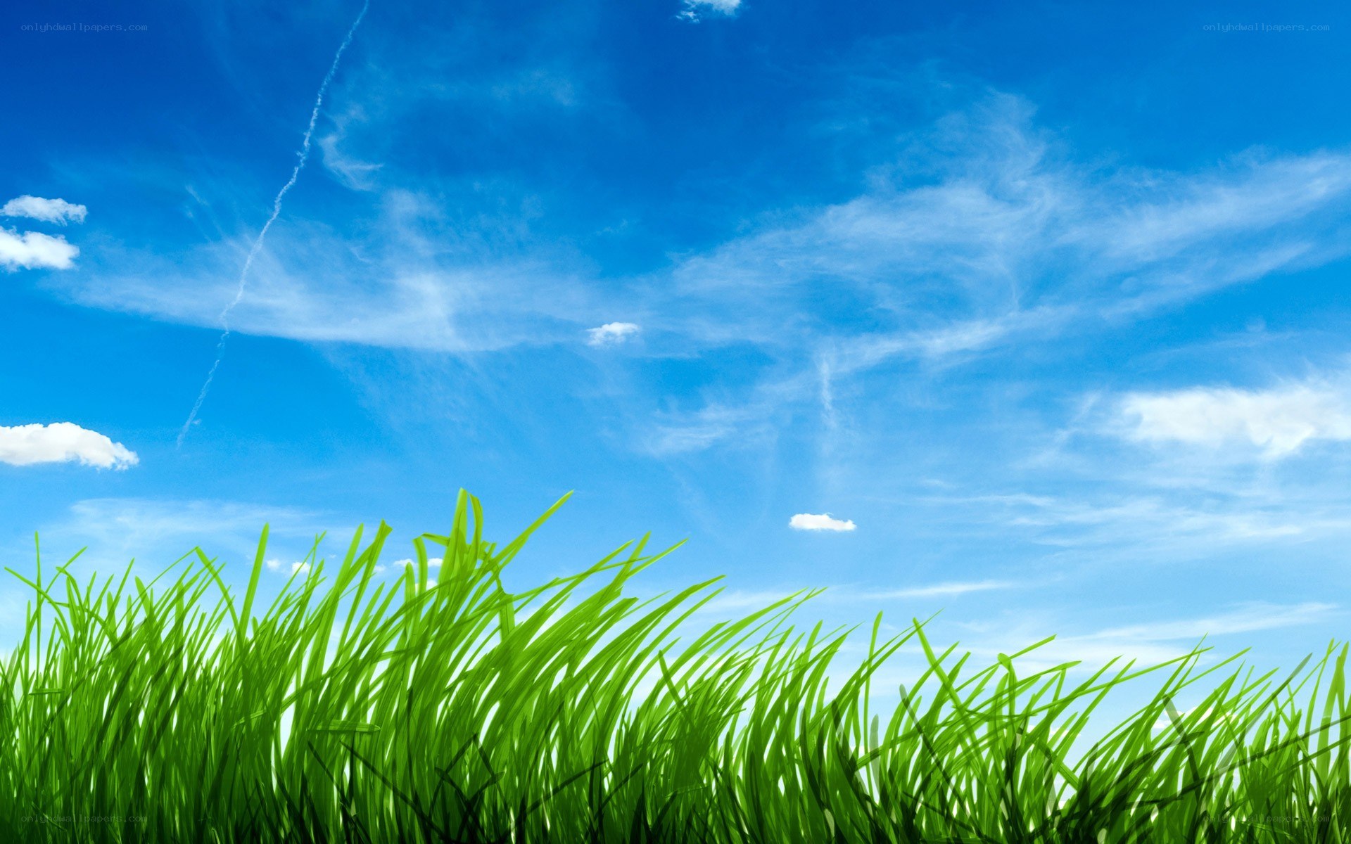Green grass under blue sky