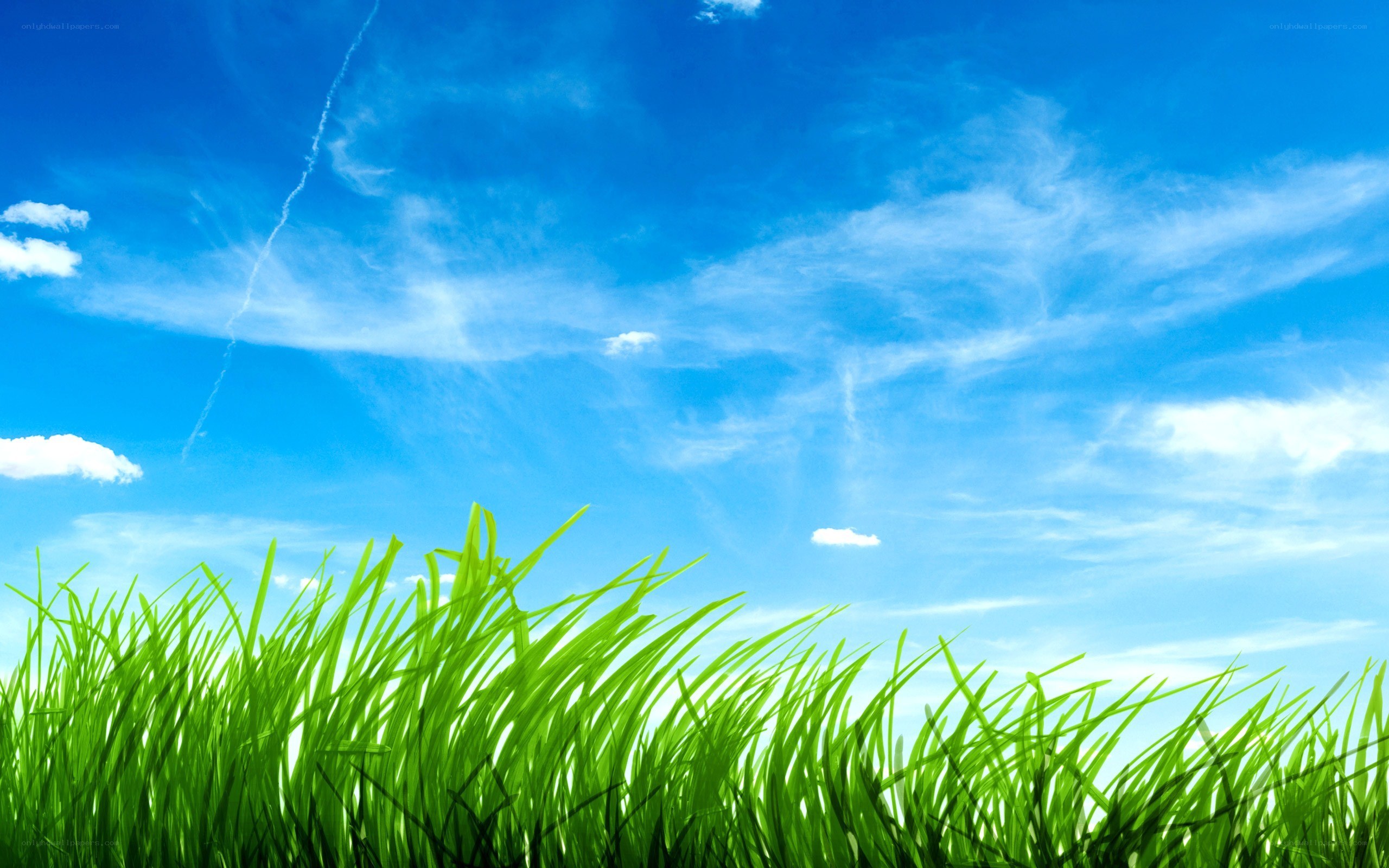 green grass under blue sky