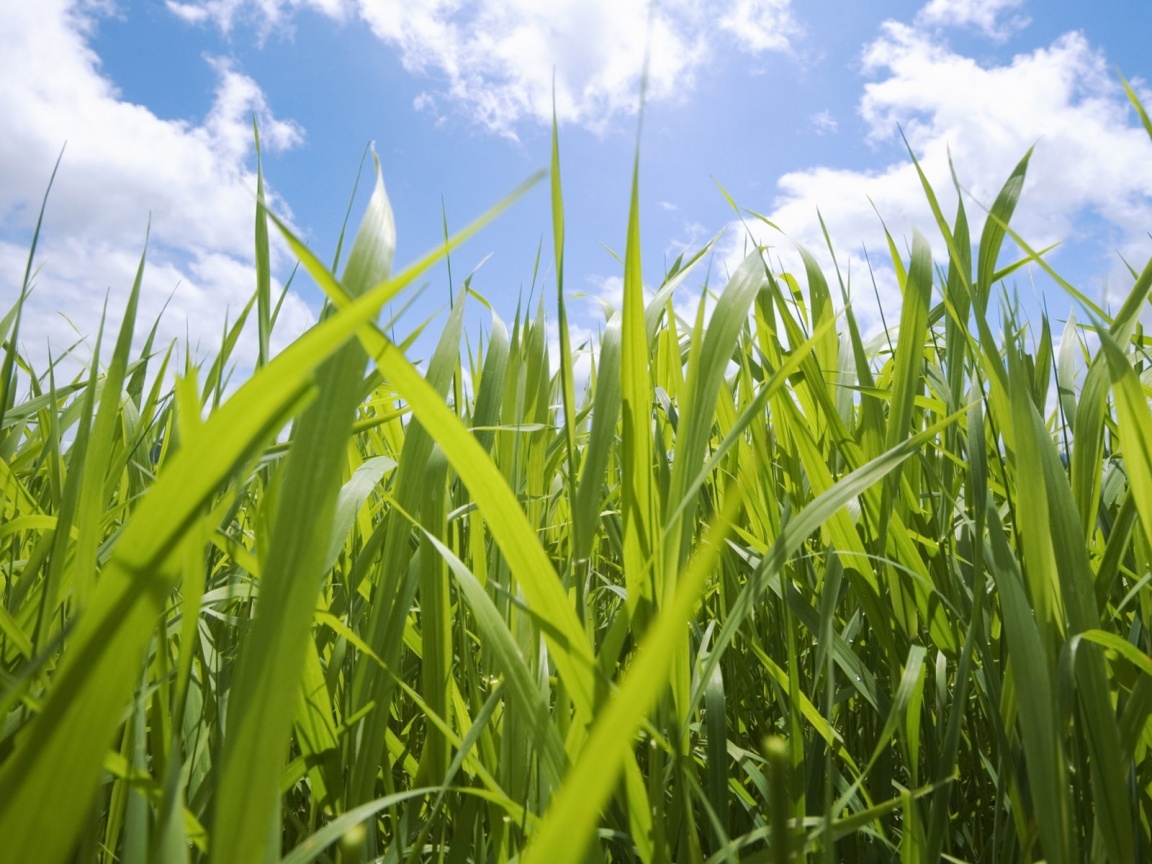 green grass under blue sky