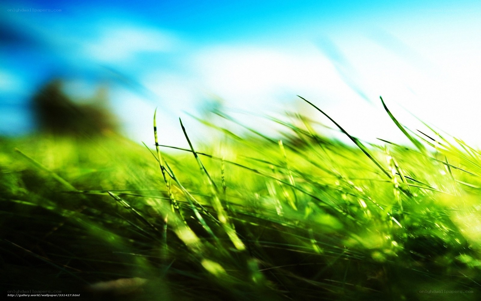 Green grass under blue sky