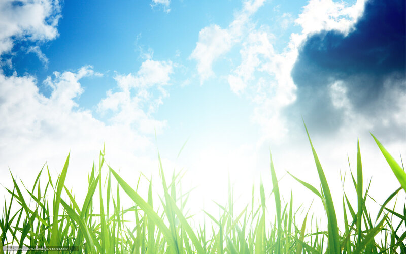 Green Grass under Sky