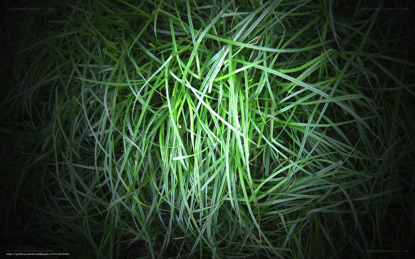 green grass under spotlight