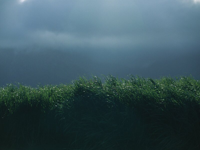 Green Grass under Stormy Sky — Dramatic