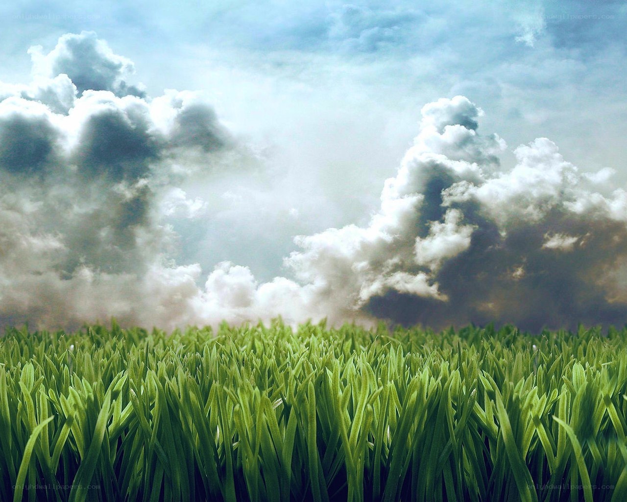 Green grass under stormy sky