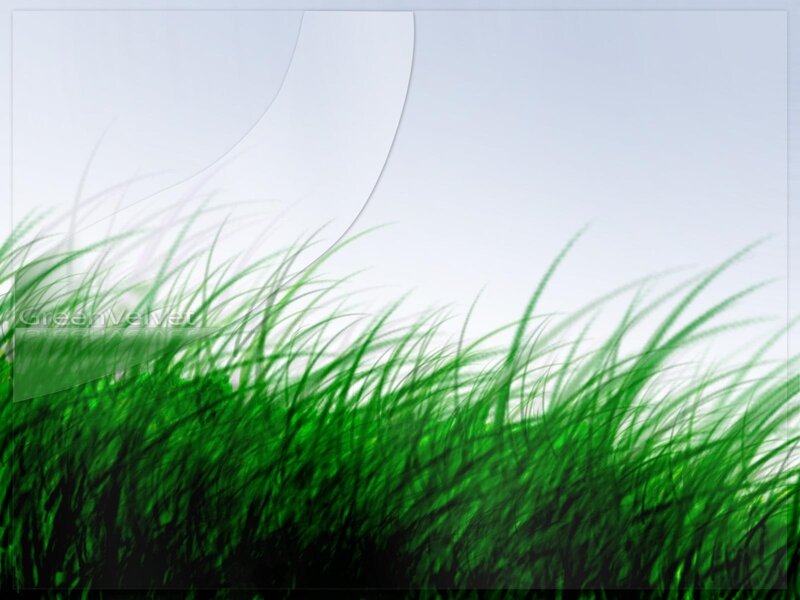green grass under white sky