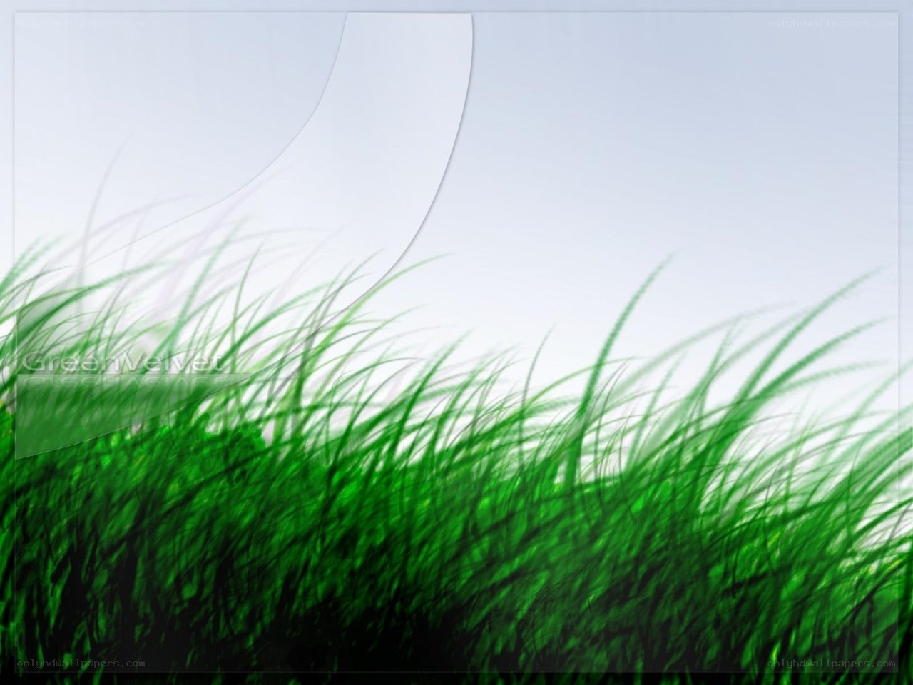 green grass under white sky