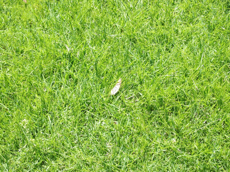 green grass with a leaf