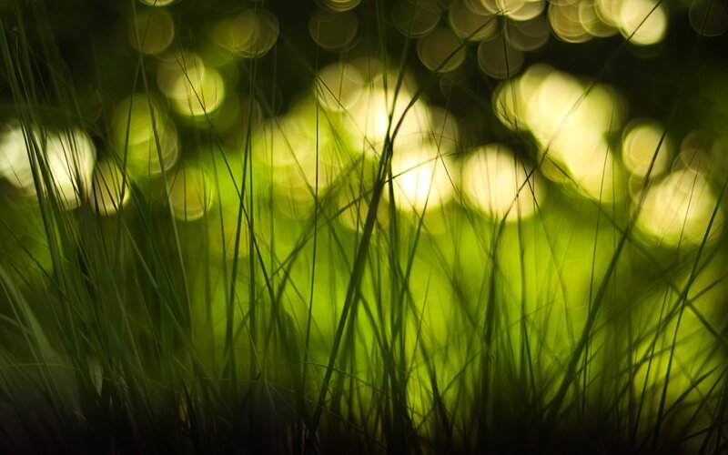 Green grass with bokeh lights