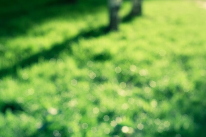Green Grass with Bokeh
