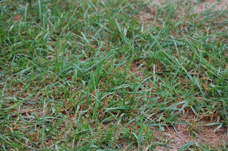 green grass with brown patches