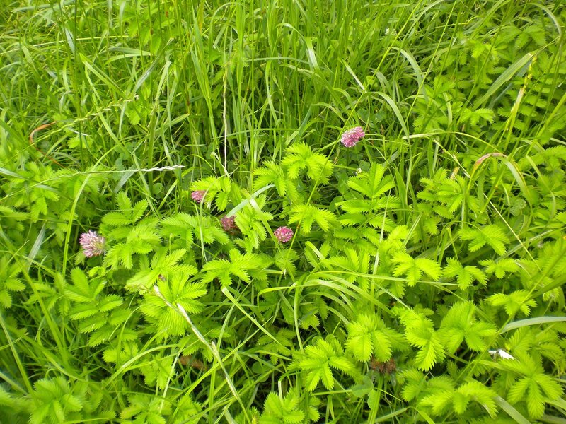 green grass with clover flowers