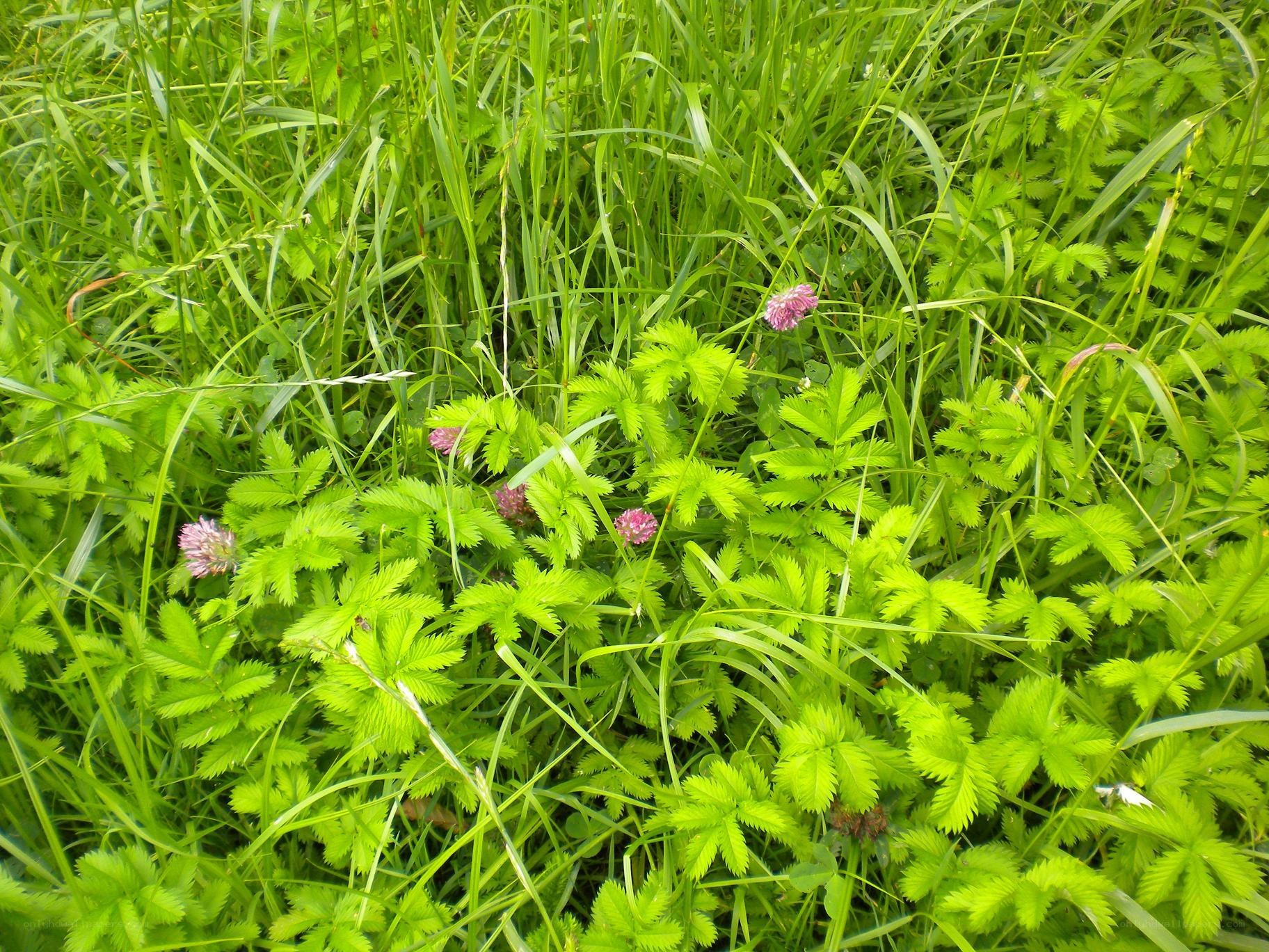green grass with clover flowers