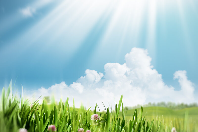 Green Grass with Clover