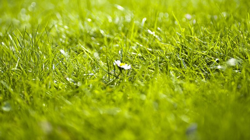 Green grass with daisy