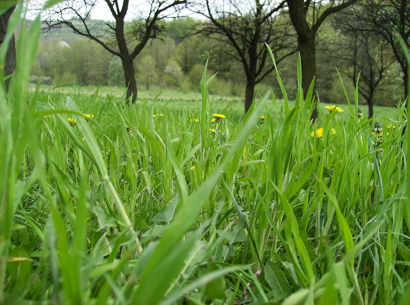 Green Grass with Dandelions
