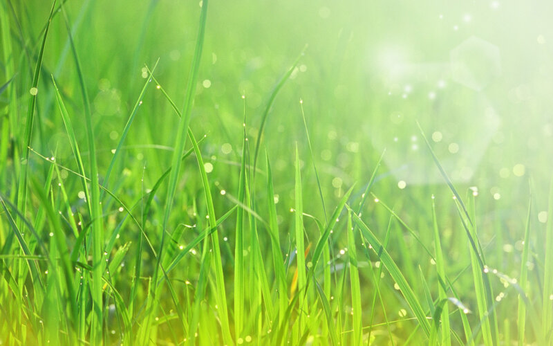 Green Grass with Dew — Bokeh, Yellow