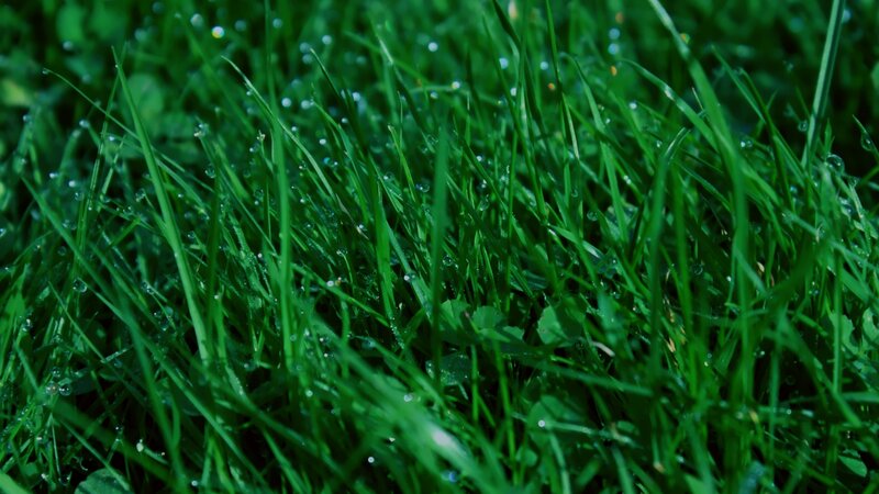 Green Grass with Dew — Calm, Morning, Photograph, Dew Drops, Grass Blades, Black