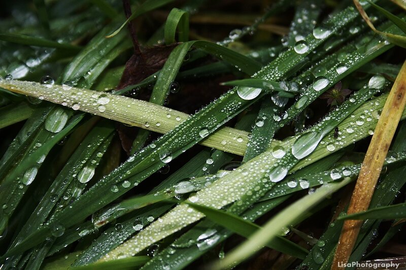 Green Grass with Dew — Calm, Morning, Photograph, Dew Drops, Leaf