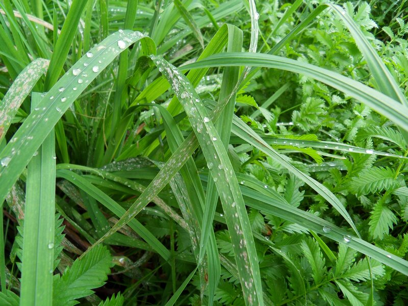 Green Grass with Dew — Calm, Morning, Photograph, Dew Drops, Leaves, Plants