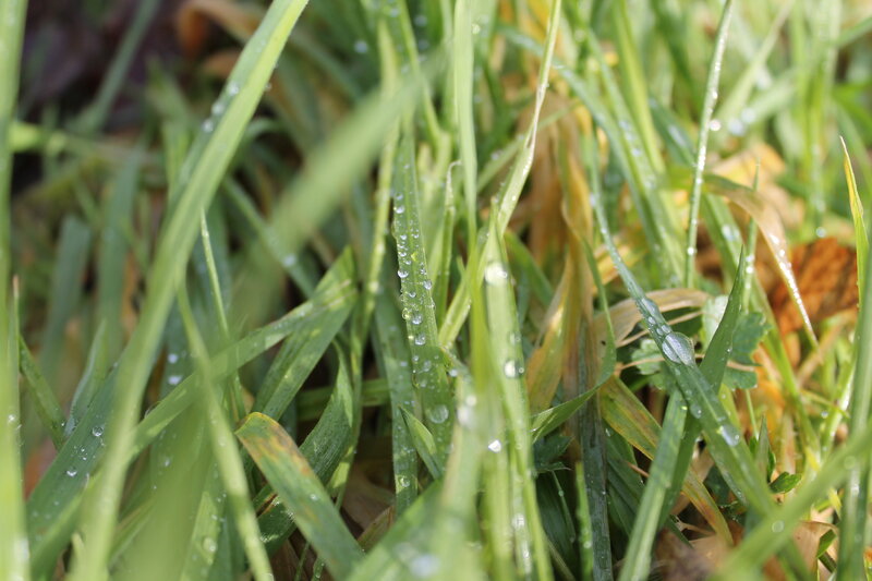 Green Grass with Dew — Calm, Morning, Photograph, Dew Drops, Leaves
